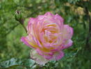 Asagumo rose photo