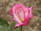Asagumo rose photo