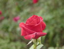 Netujoh rose photo