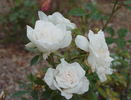Yosooi rose photo