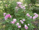 Australia Felix rose photo