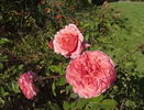 Cimarosa rose photo