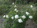Love Letter® rose photo