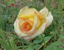 Golden Jubilee rose photo
