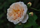 Madame Paule Massad rose photo