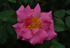 Sir Clough rose photo