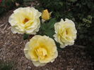High Voltage rose photo