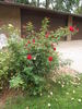 Kashmir rose photo