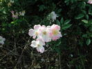 WOB26 rose photo