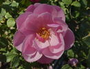 Bow Bells ™ rose photo