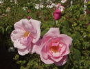 Bow Bells ™ rose photo