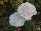 Miss Alice ® rose photo