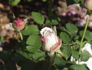 Miss Alice ® rose photo