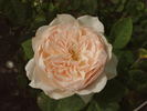 Troilus rose photo