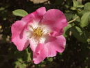 Dapple Dawn rose photo