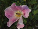 Dapple Dawn rose photo