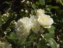 Anna Zinkeisen rose photo