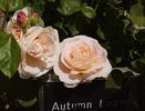 Autumn Leaves rose photo