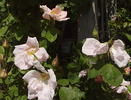Cupid rose photo
