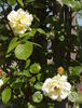 Dreaming Spires rose photo
