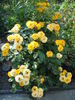 Petito rose photo