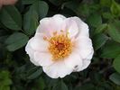 G02-2-1 rose photo