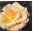 Crème de la Crème rose photo