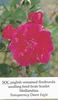SOCenglish rose photo
