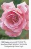 SOCtasia rose photo