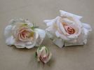 I03-4-5 rose photo