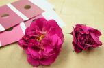 I03-8-1 rose photo