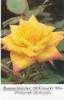 Bonnie Dazzler rose photo