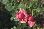 Xanadu rose photo