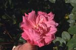 Xanadu rose photo