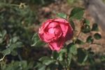 Xanadu rose photo