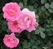 90-82 rose photo