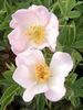 M4-4 rose photo