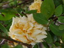 Madame Azélie Imbert rose photo