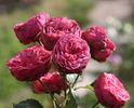 Pink Piano rose photo