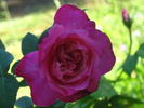 Madame Rose Romarin rose photo