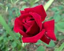 The Alamo rose photo