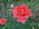 Annabelle rose photo