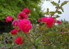 Monte Cristo rose photo
