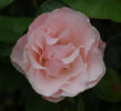 Marie-Louise Velge rose photo
