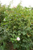 Marie-Louise Velge rose photo
