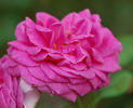 Amédée de Langlois rose photo