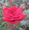 Patio Prince rose photo