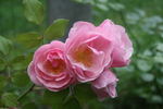 Bow Bells ™ rose photo