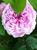 Enfant de France rose photo