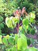 Enfant de France rose photo